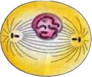 Mitose