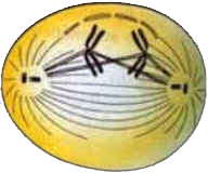 Mitose