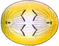 Mitose
