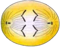 Mitose
