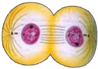 Mitose
