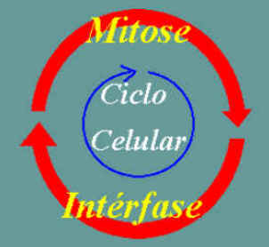 Mitose