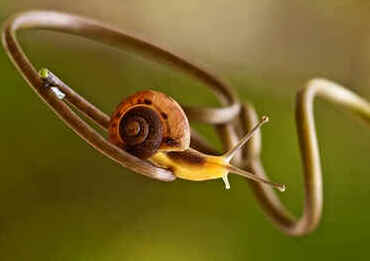 Macrofotografia