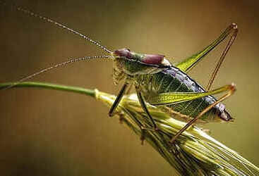 Macrofotografia