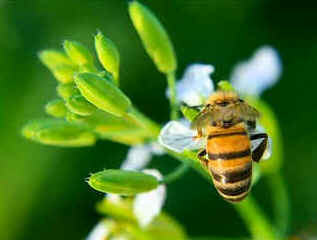 Macrofotografia