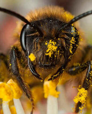 Macrofotografia