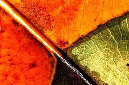 Macrofotografia