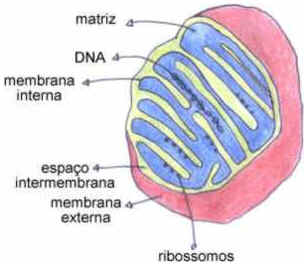 Mitocôndrias