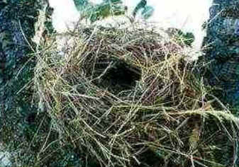 Ninho das Aves Ninho das Aves