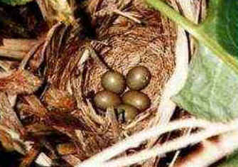 Ninho das Aves Ninho das Aves