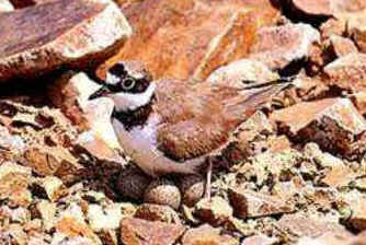 Ninho das Aves Ninho das Aves