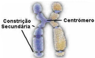 Núcleo Celular Núcleo Celular