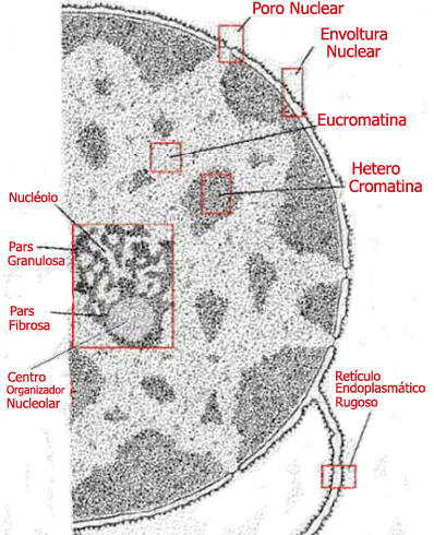 Núcleo Celular