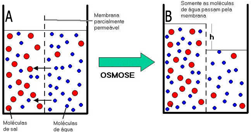 Osmose