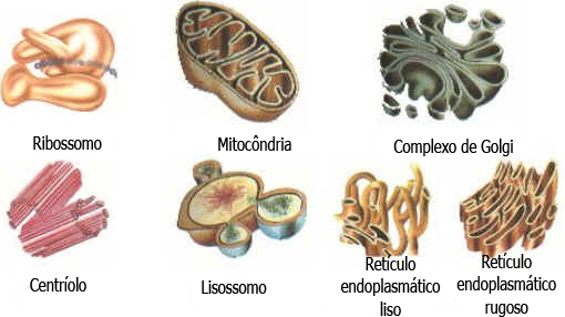 Organelas Celulares