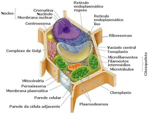 Origem das Células
