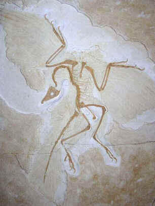Origem das Aves Origem das Aves