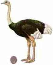 Ovos das Aves Ovos das Aves