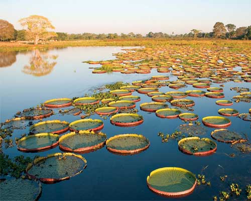 Pantanal