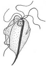 Parasitoses