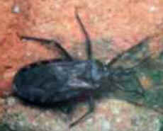 Parasitoses
