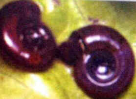 Parasitoses