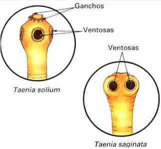 Parasitoses