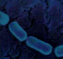 Parasitoses