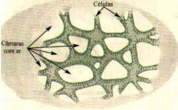 Parênquima