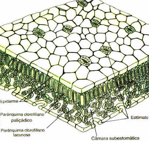 Parênquima
