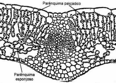 Parênquima