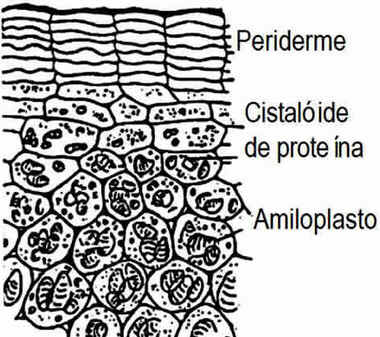 Parênquima