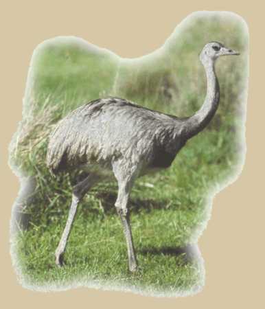 Parque Nacional das Emas