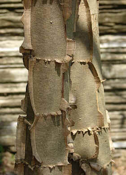 Pau-Jacaré