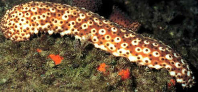 Pepino do Mar