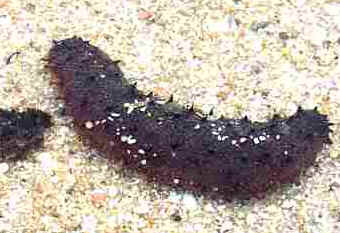 Pepino do Mar