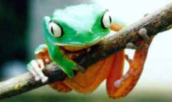 Perereca