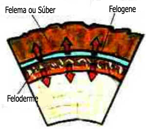 Periderme