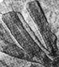 Período Cambriano