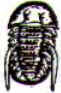 Período Cambriano