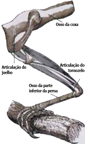 Pés das Aves
