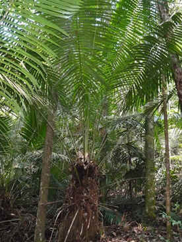 Piaçava