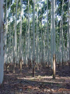 Pinus
