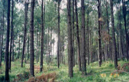 Pinus