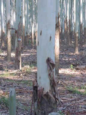 Pinus