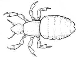 Piolho