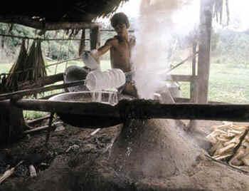 Produção de Borracha