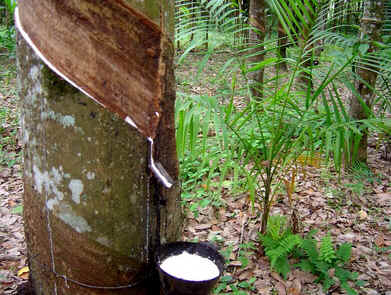 Produção de Borracha