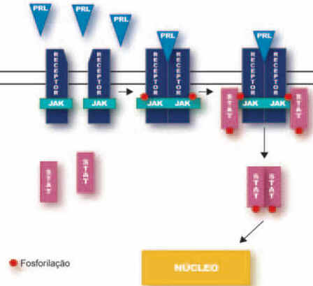 Prolactina