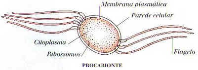 Pré-Cambriano